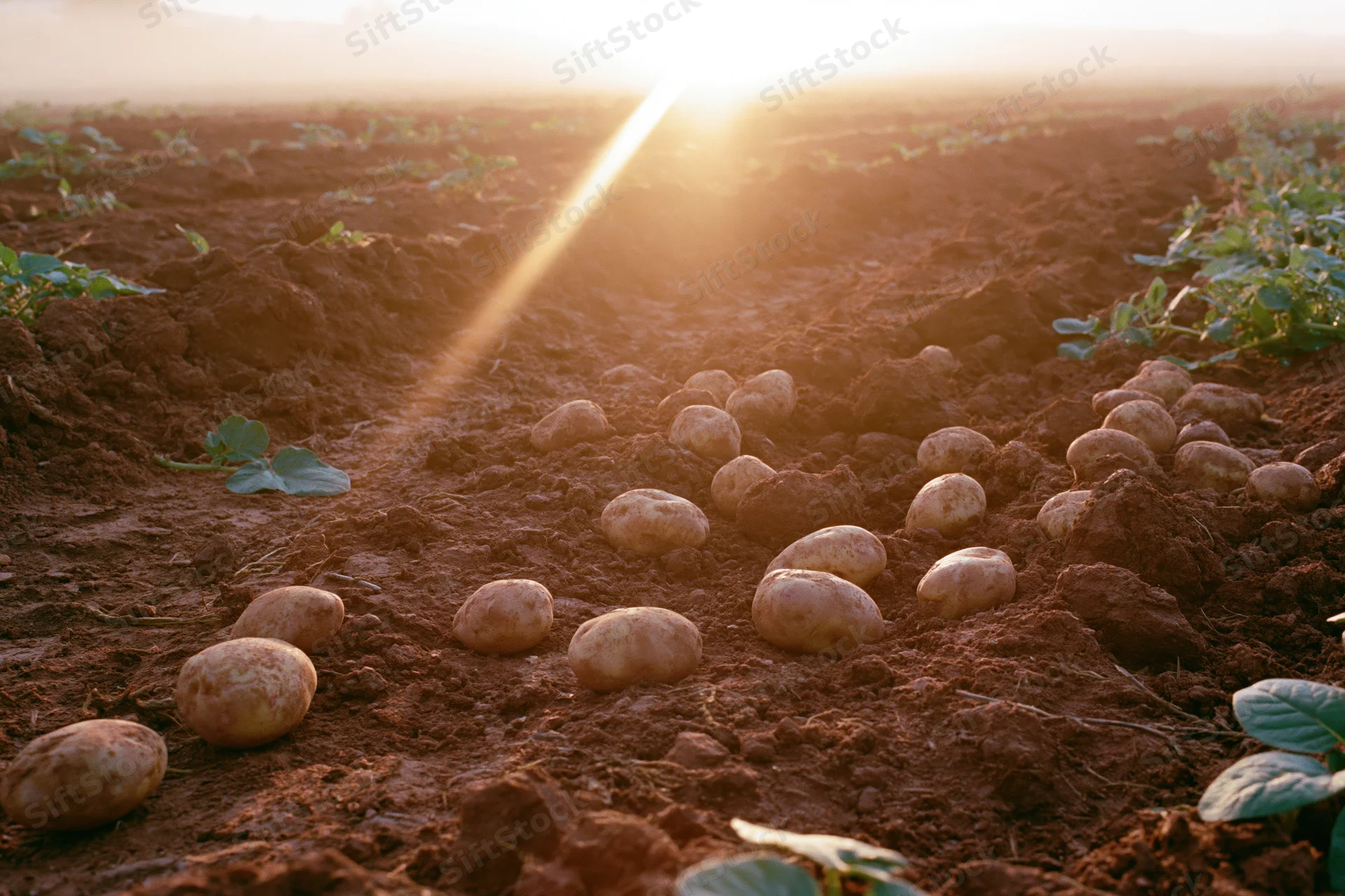 Freshly harvested potatoes scattered across tilled red-brown soil in a field at sunrise