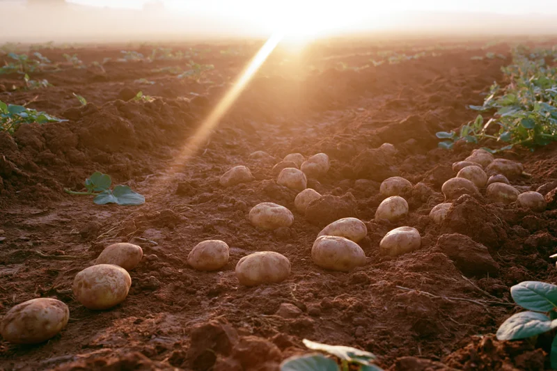 Freshly harvested potatoes scattered across tilled red-brown soil in a field at sunrise