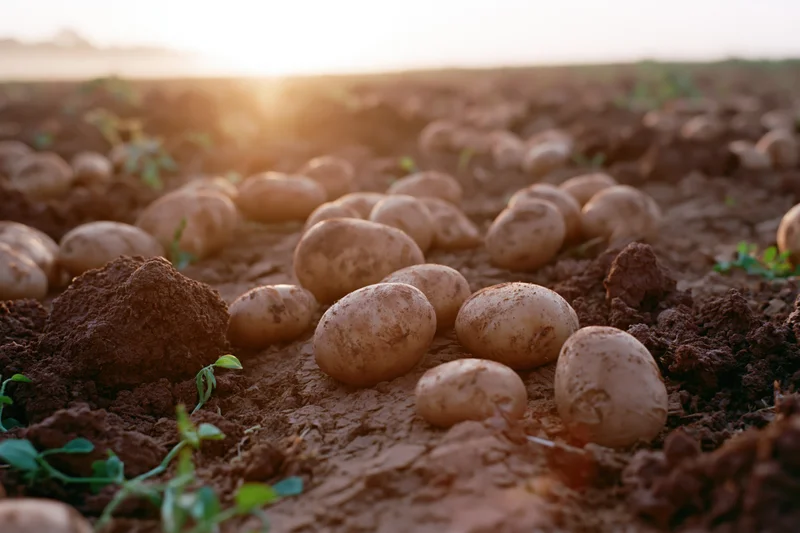 Freshly harvested potatoes scattered across plowed furrows in a field at sunset