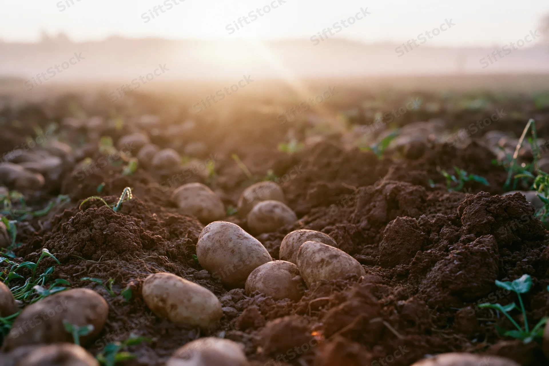 Freshly harvested potatoes scattered across plowed furrows in a field at sunset