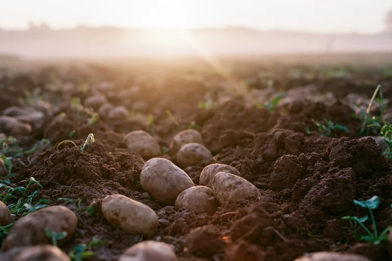 Freshly harvested potatoes scattered across plowed furrows in a field at sunset