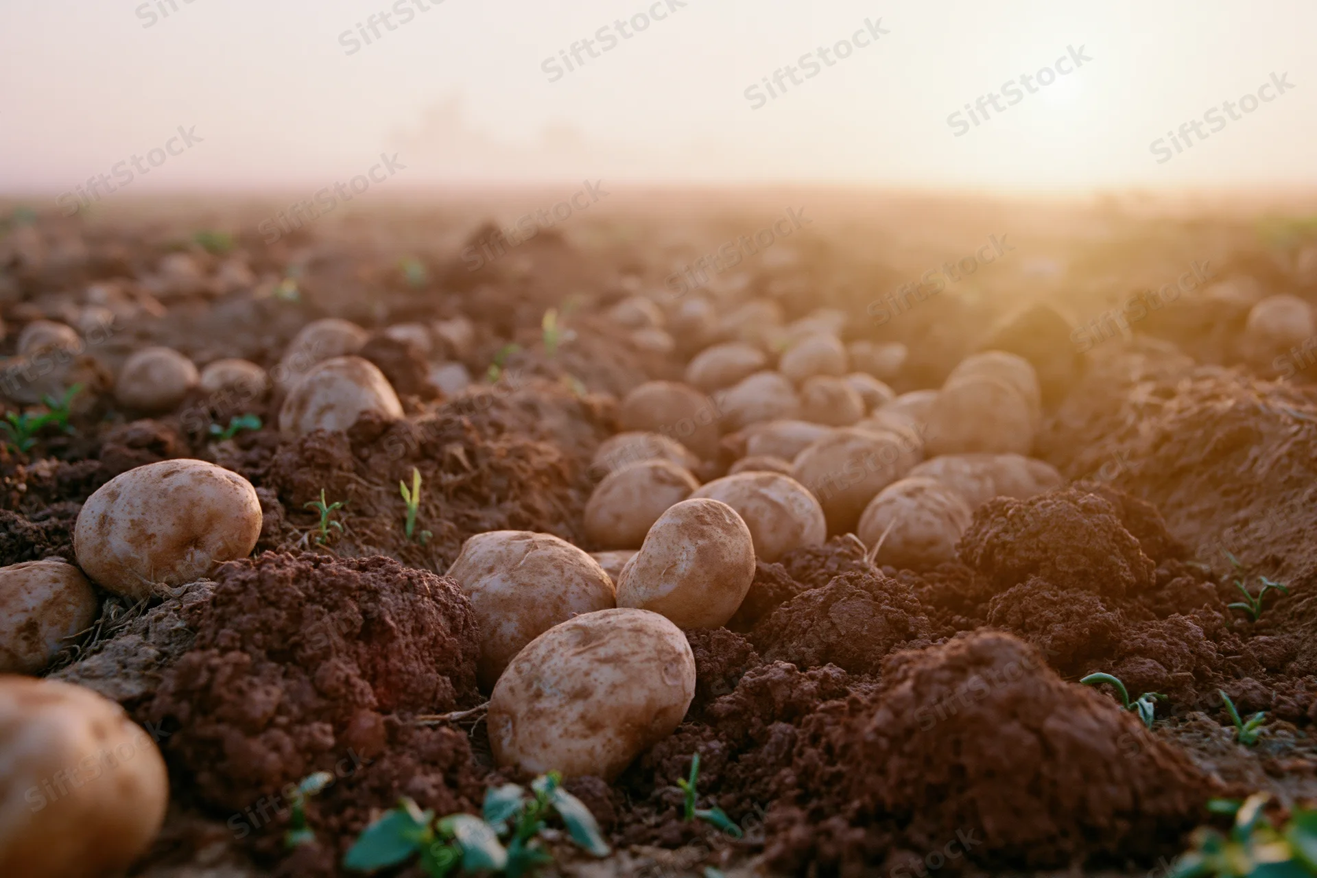 Freshly harvested potatoes scattered across plowed furrows in a field at sunset