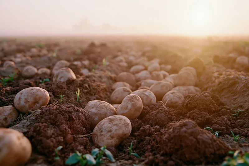 Freshly harvested potatoes scattered across plowed furrows in a field at sunset