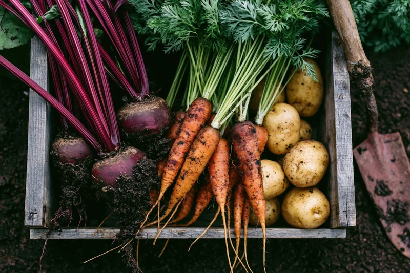 Freshly harvested root vegetables arranged in a weathered wooden crate with garden tools nearby