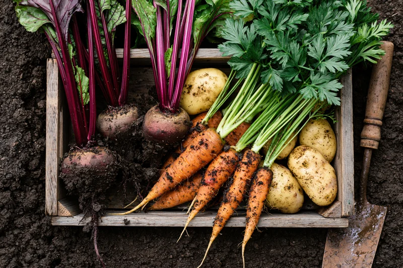 Freshly harvested root vegetables arranged in a weathered wooden crate on soil with a trowel beside it
