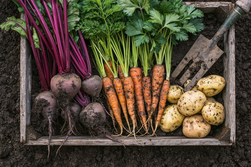 Freshly harvested root vegetables arranged in a weathered wooden crate on soil with a garden spade