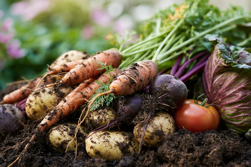 Freshly harvested root vegetables piled on dark garden soil