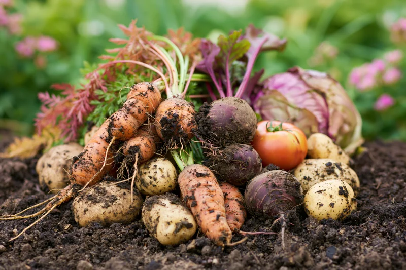 Freshly harvested root vegetables piled on dark garden soil