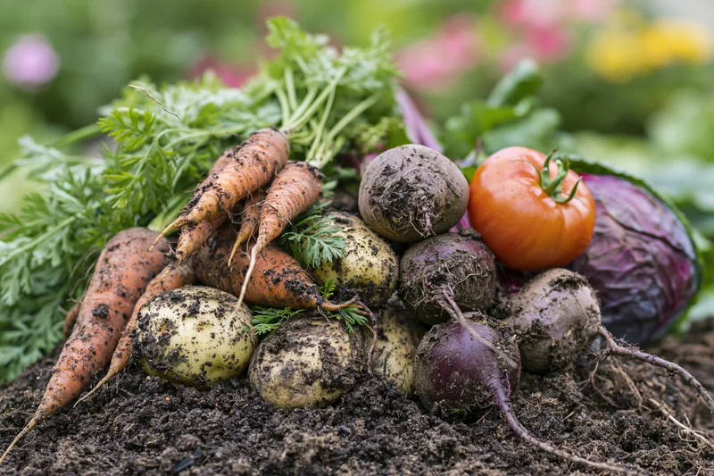 Freshly harvested root vegetables piled on dark garden soil