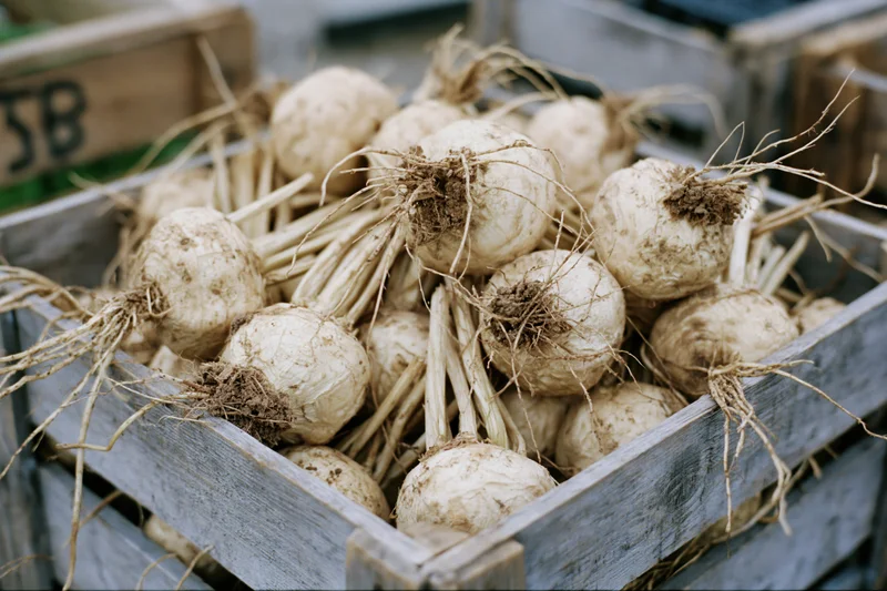 Freshly harvested turnips piled in a weathered wooden crate