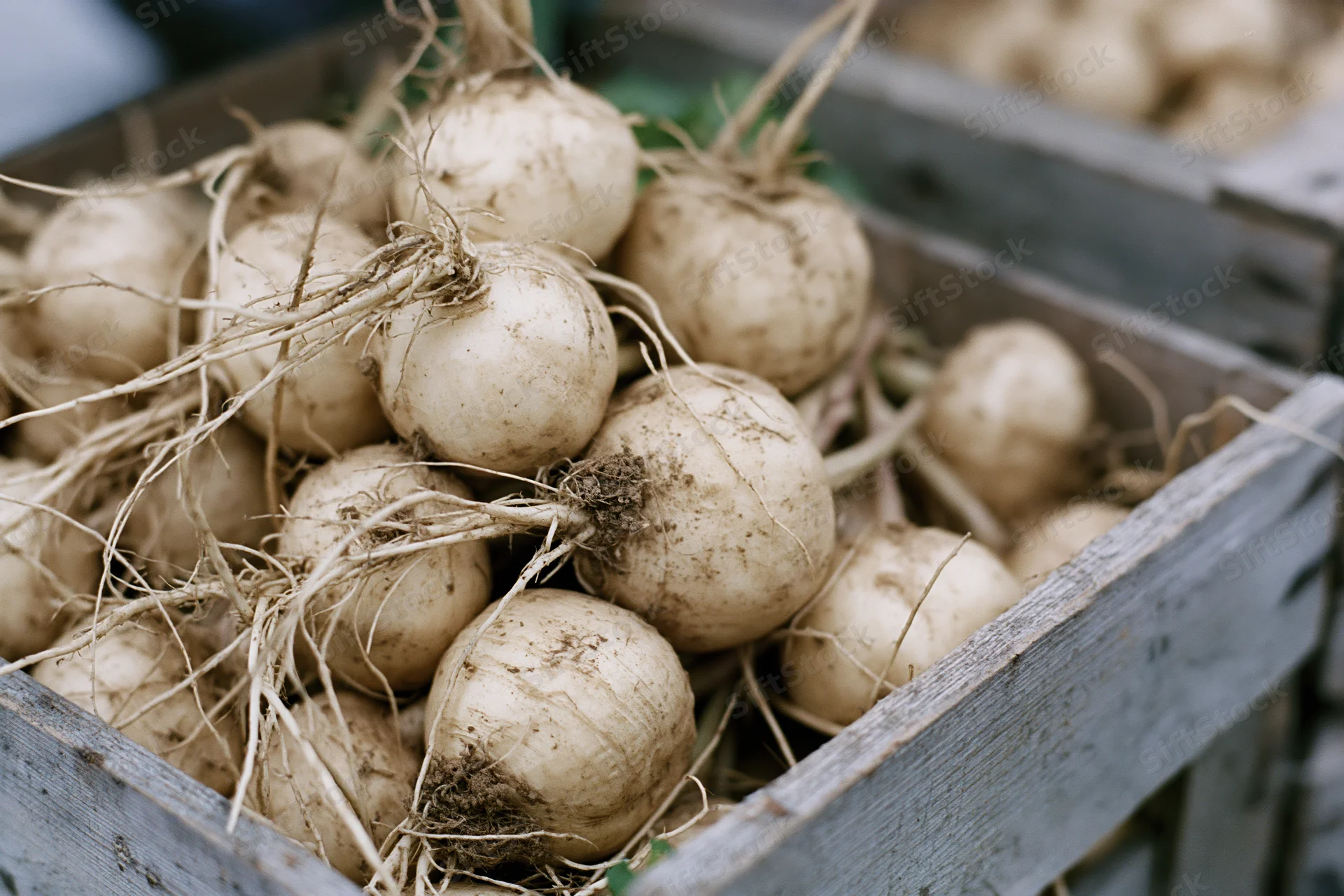Freshly harvested turnips piled in a weathered wooden crate