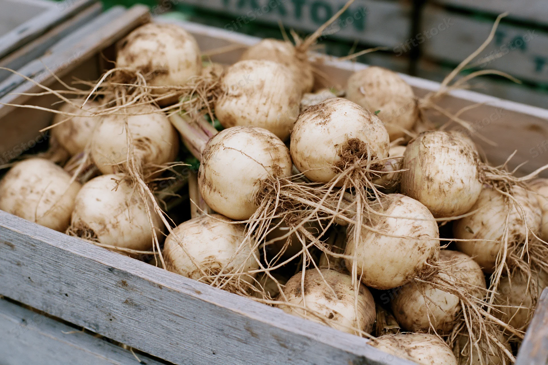 Freshly harvested turnips piled in a weathered wooden crate