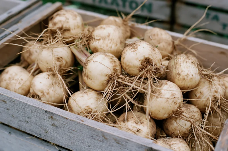 Freshly harvested turnips piled in a weathered wooden crate