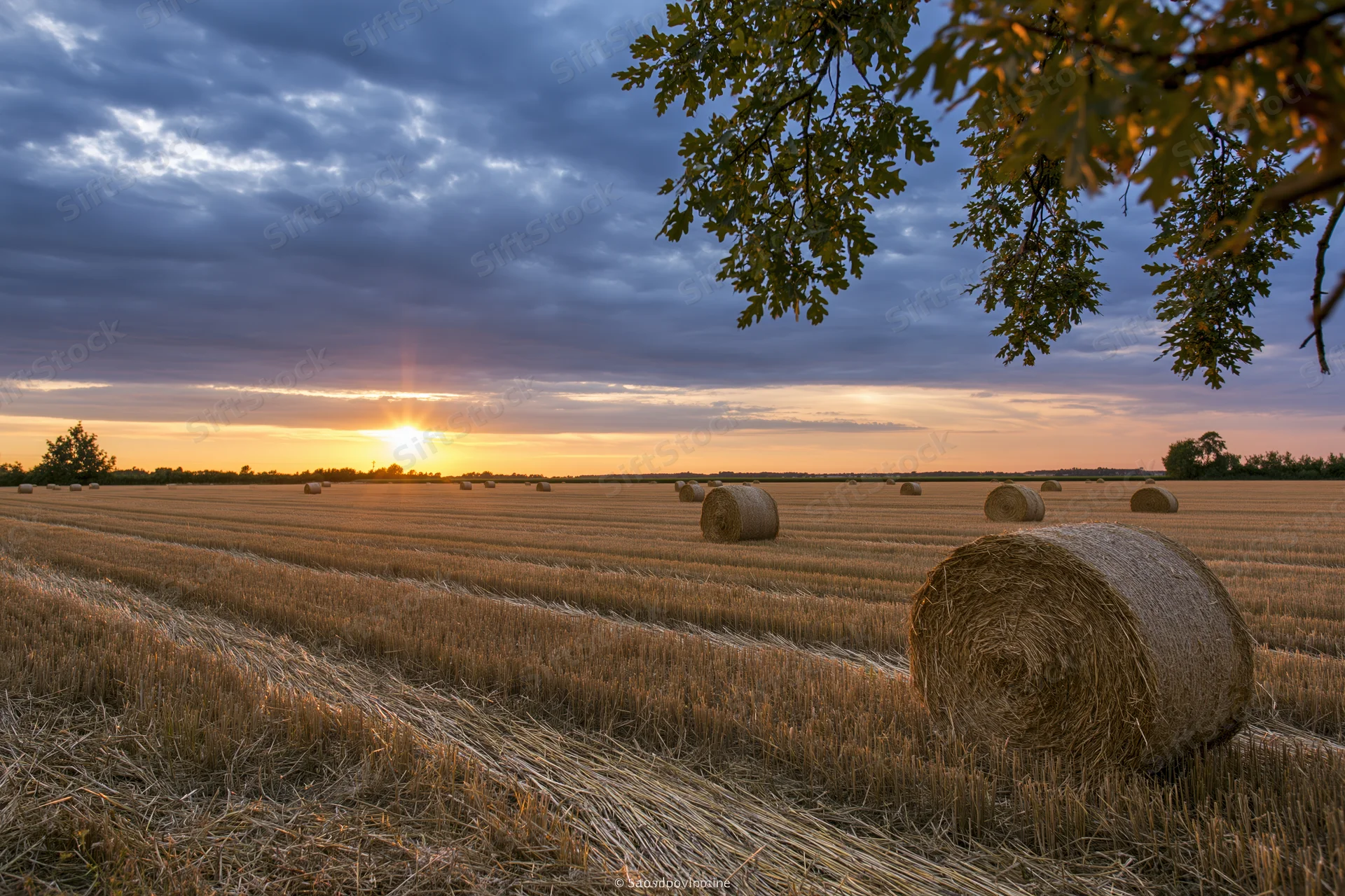 Harvested wheat field with round hay bales scattered across open farmland at sunset