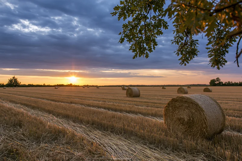 Harvested wheat field with round hay bales scattered across open farmland at sunset