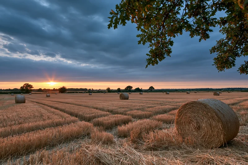 Harvested wheat field with round hay bales scattered across the landscape at sunset