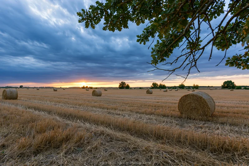 Harvested wheat field with round hay bales scattered across the landscape at sunset