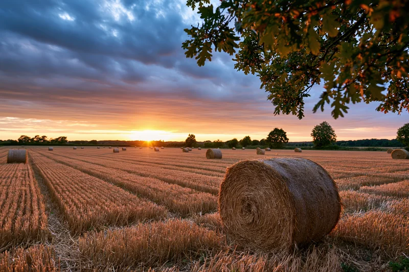 Freshly harvested wheat field with round hay bales arranged in rows under a sunset sky