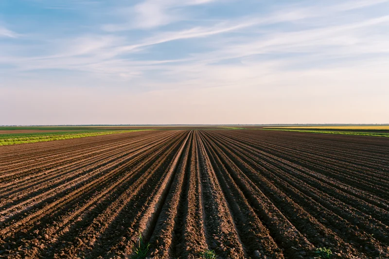 Freshly plowed field with parallel furrow rows stretching toward the horizon under a blue sky with wispy clouds