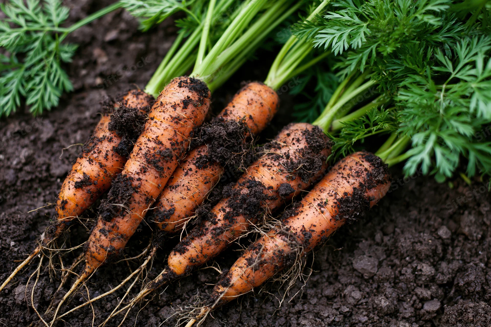 Freshly pulled carrots with green tops lying on dark soil in a garden bed