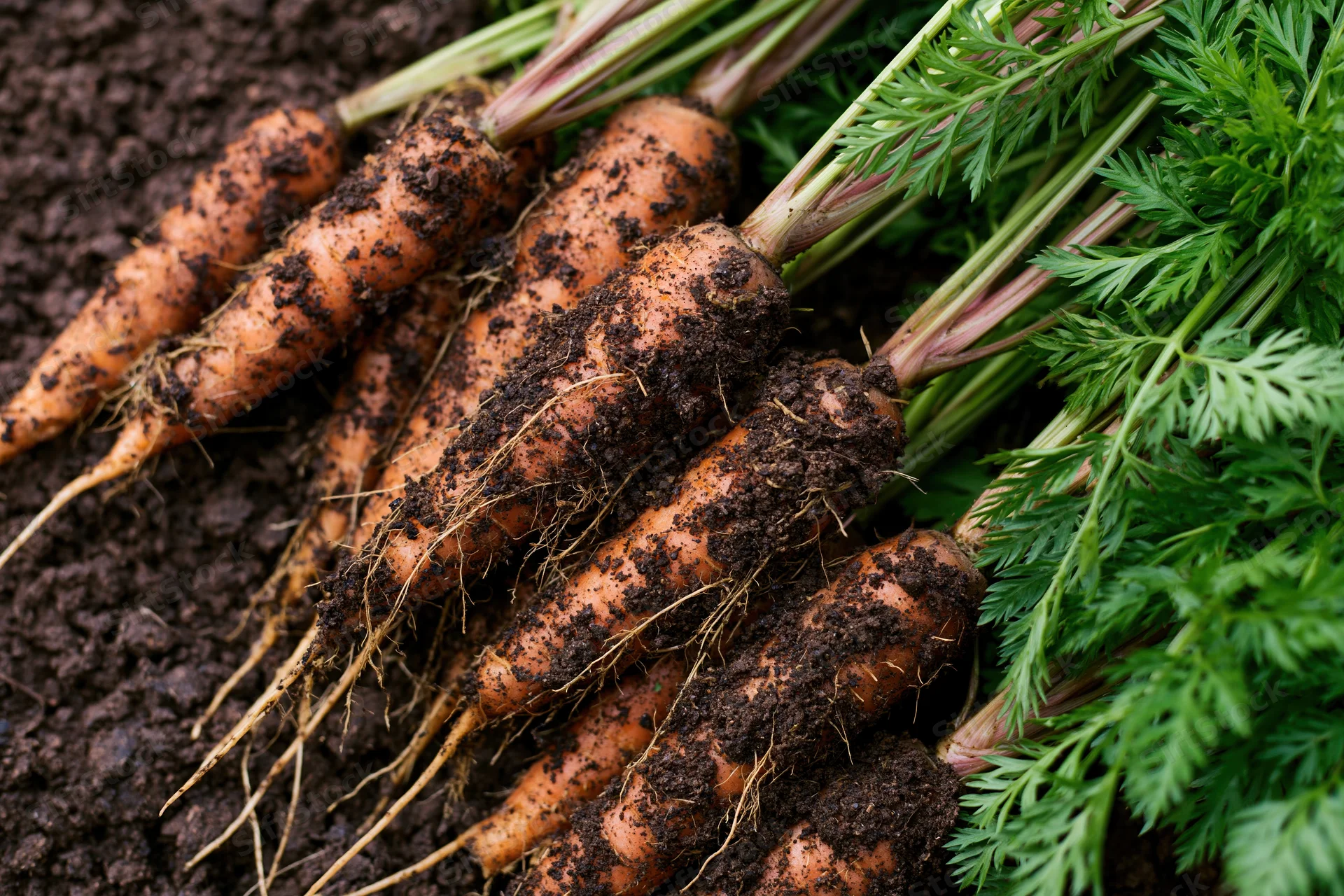 Freshly pulled carrots with green tops lying on dark soil in a garden bed