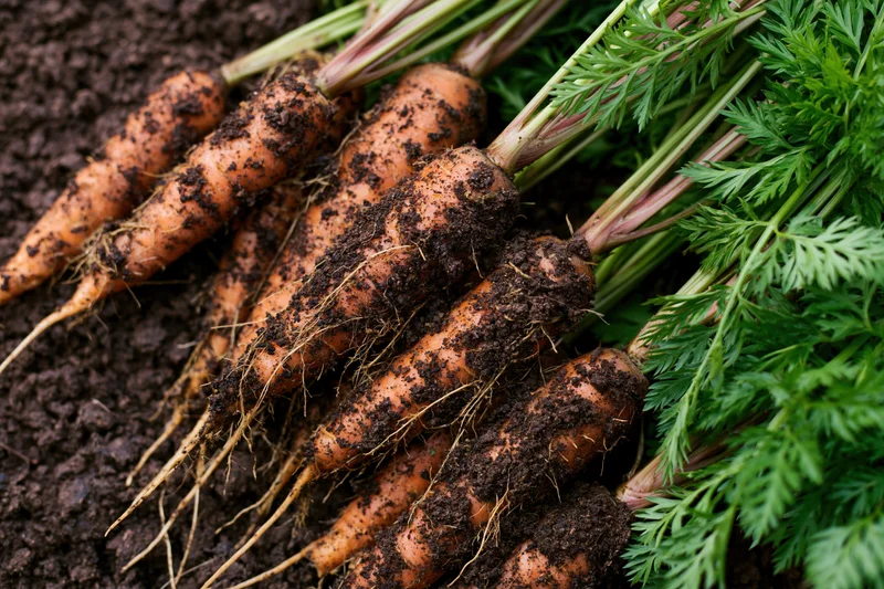 Freshly pulled carrots with green tops lying on dark soil in a garden bed