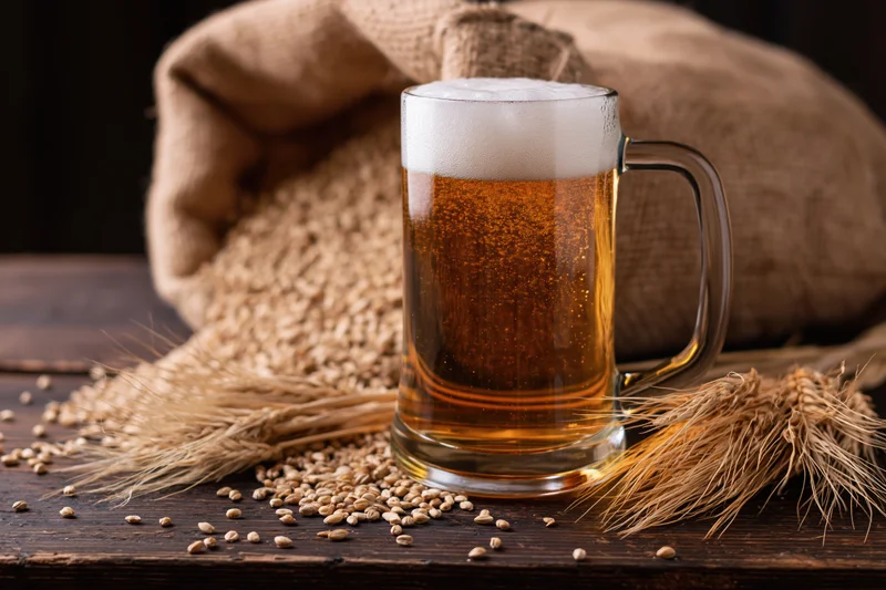 Glass beer mug filled with golden lager and foamy head sitting on wooden table surrounded by wheat stalks and grains near burlap sack