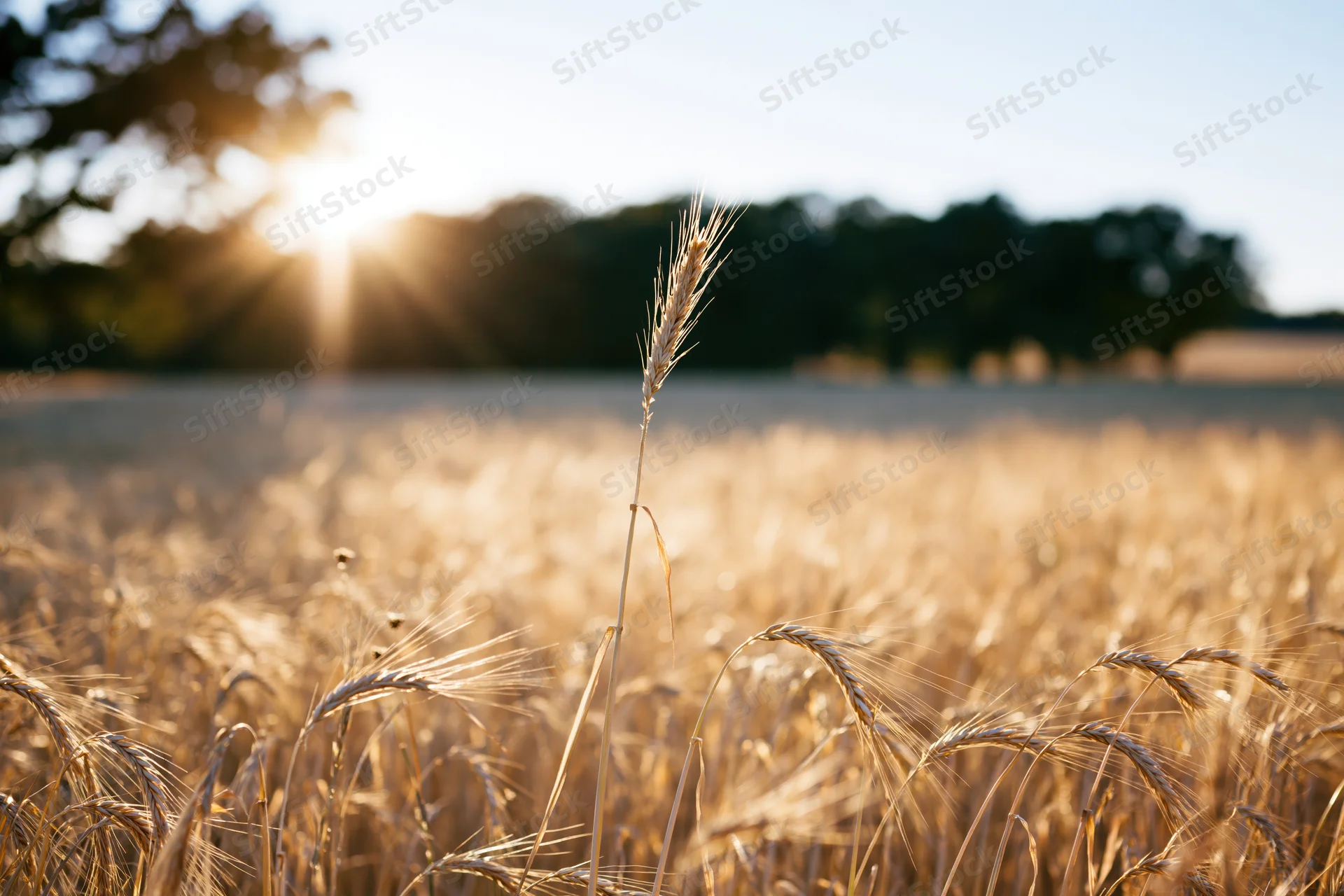 Golden wheat stalks in a ripe summer field at sunrise with trees on the horizon