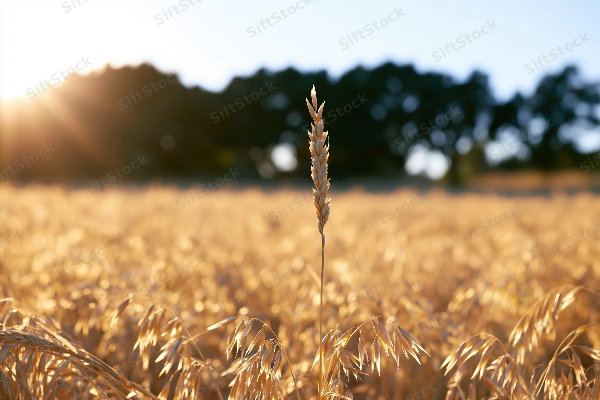 Golden oat stalks standing tall in a ripe summer field at sunset