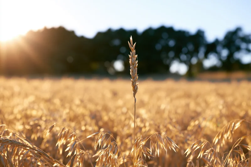 Golden oat stalks standing tall in a ripe summer field at sunset