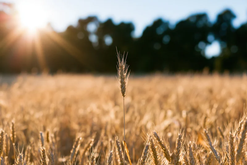 Golden wheat stalk standing in a ripe summer field with sunlit background
