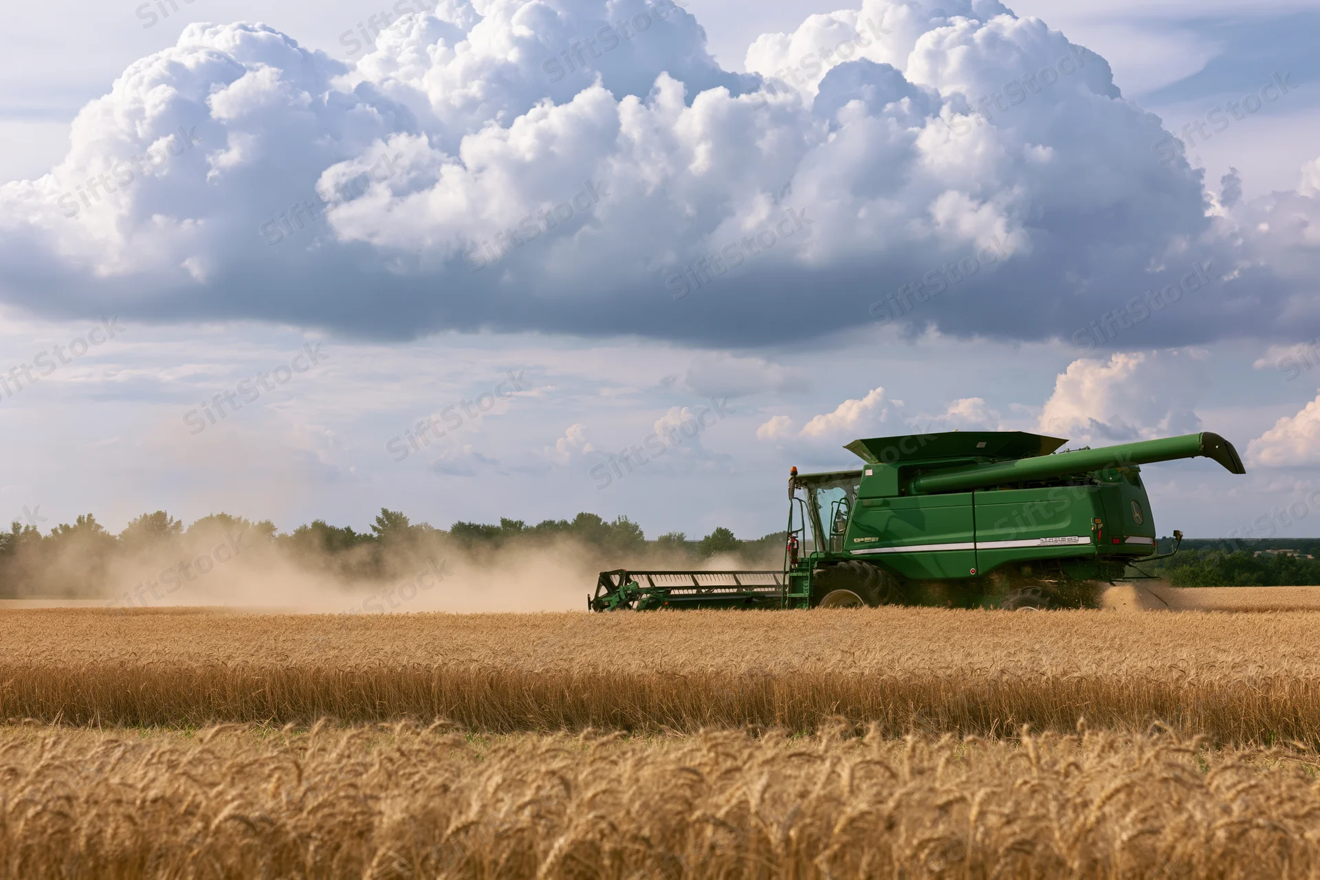 Green combine harvester harvesting golden wheat in a rural field