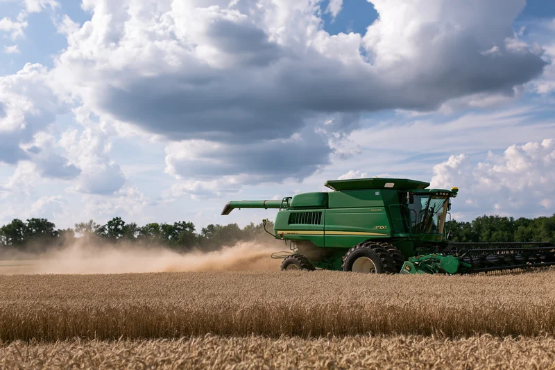 Green combine harvester harvesting wheat in a golden field under cloudy sky
