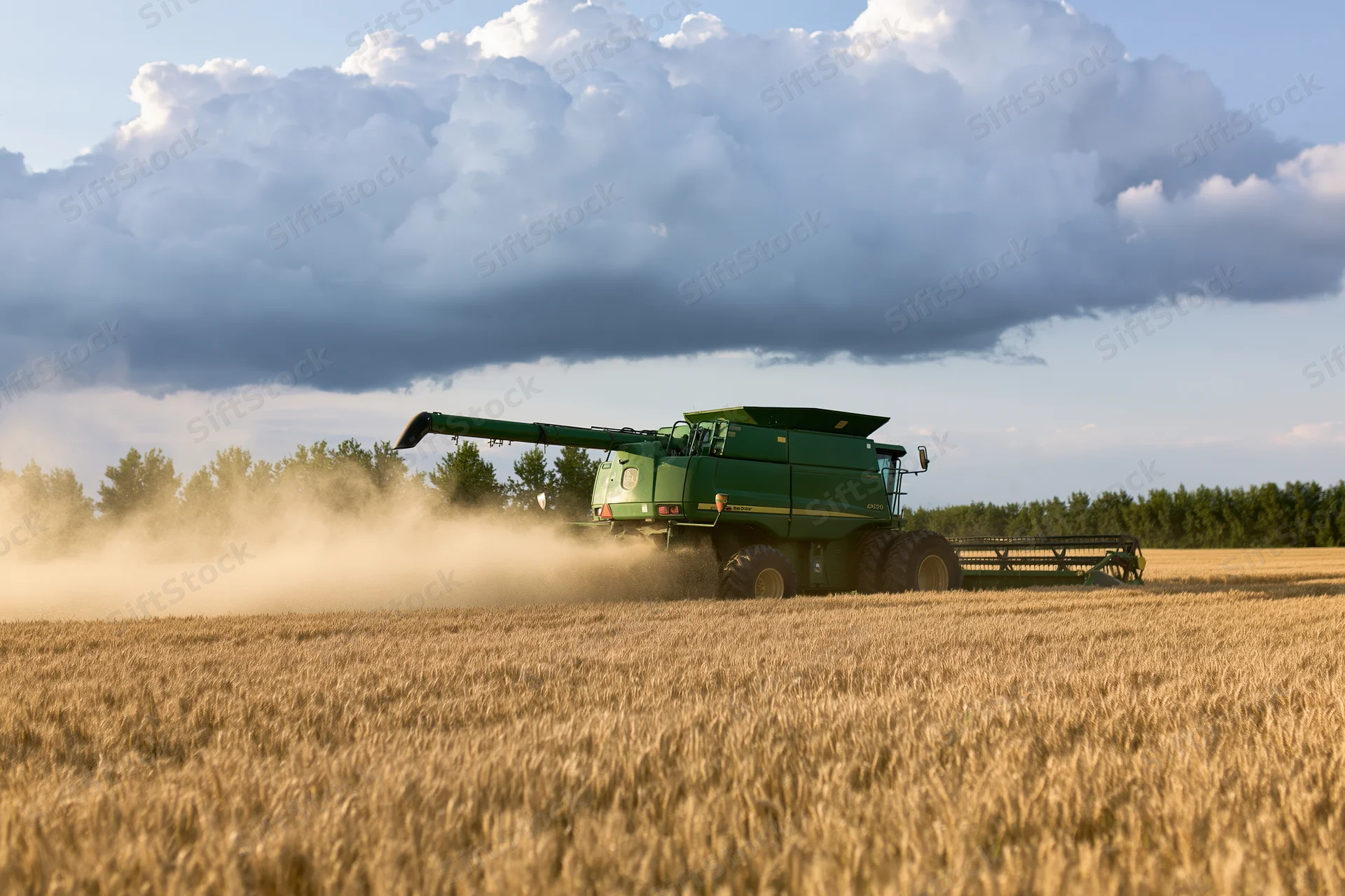 Green combine harvester harvesting wheat in a golden field under cloudy sky