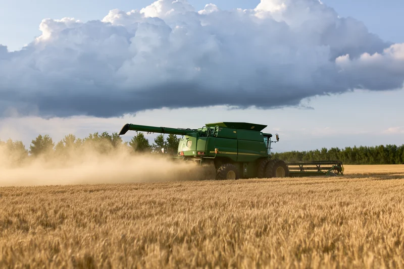 Green combine harvester harvesting wheat in a golden field under cloudy sky