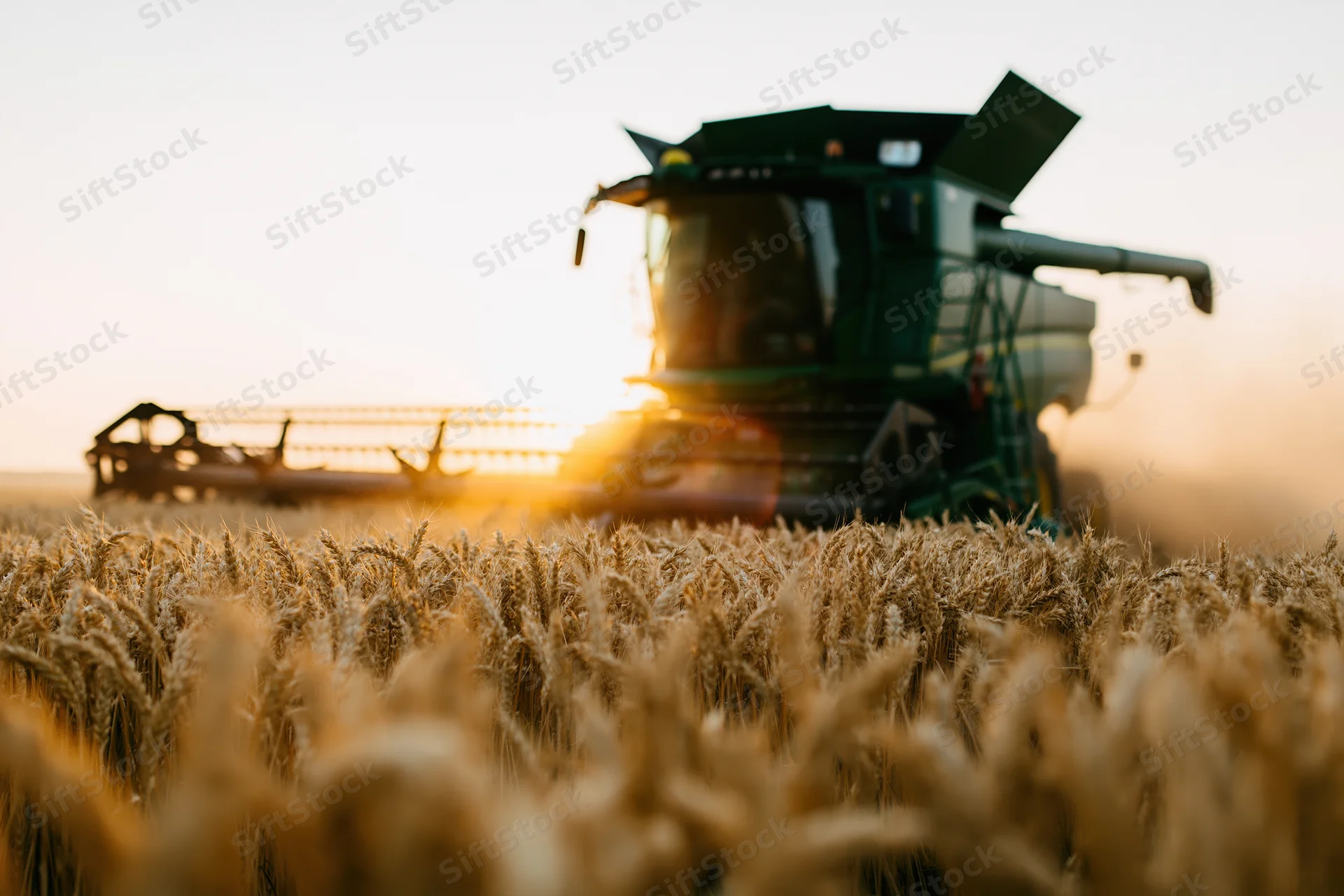 Green combine harvester harvesting ripe wheat in a golden field at sunset