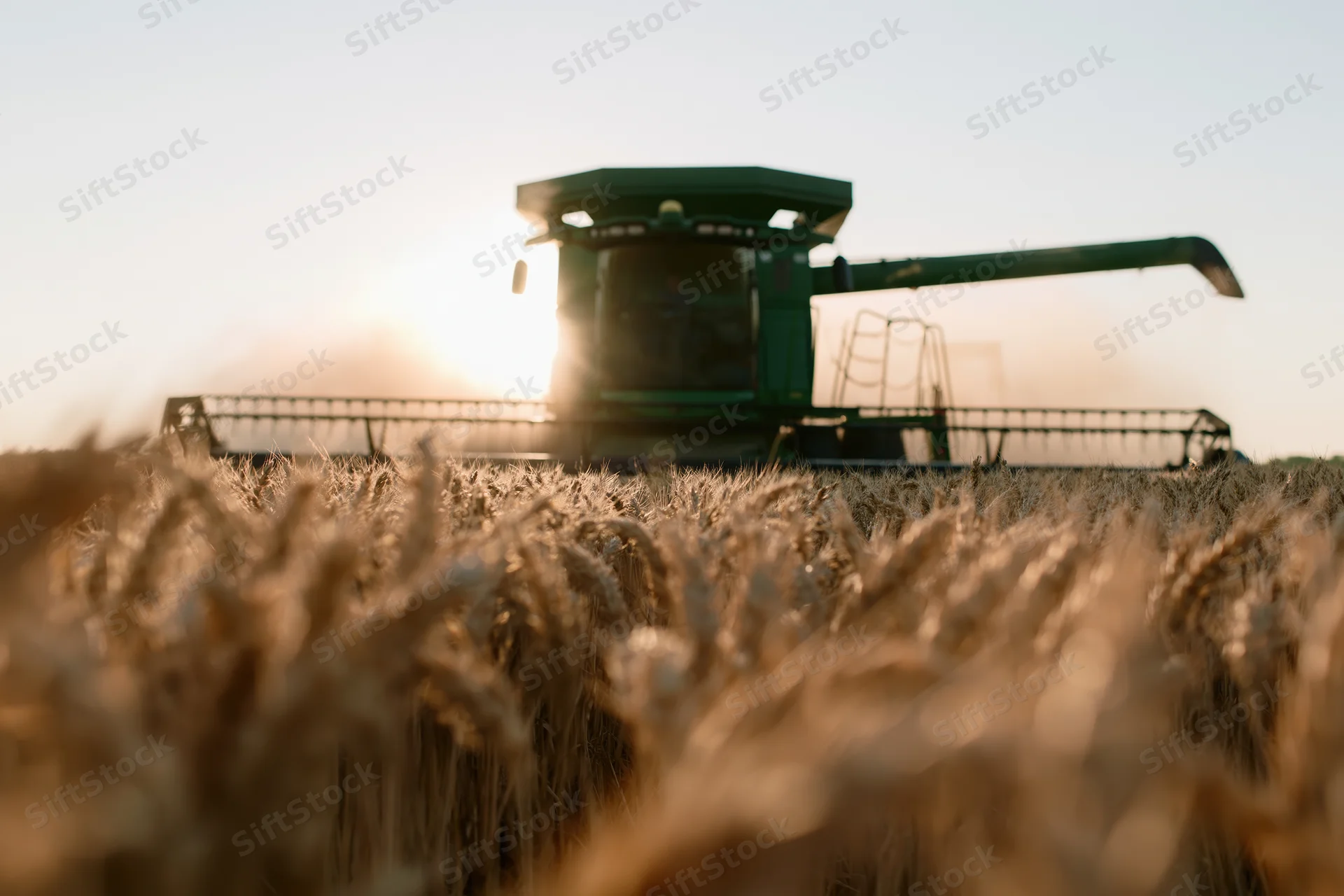 Green combine harvester harvesting wheat in a field at sunset