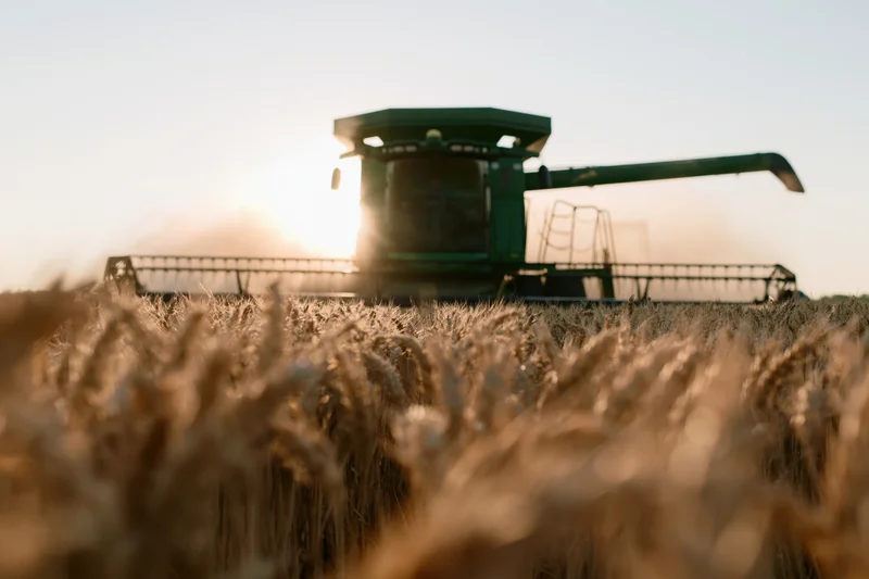 Green combine harvester harvesting wheat in a field at sunset