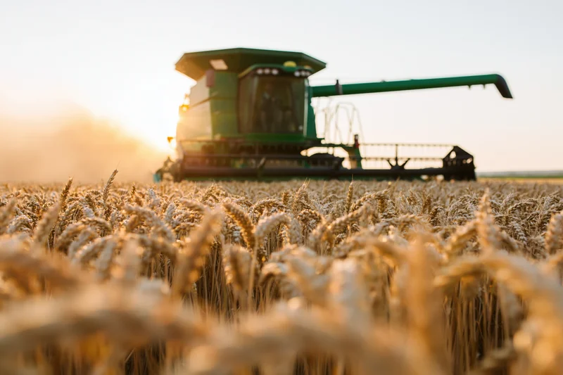 Green combine harvester harvesting ripe wheat in a golden field at sunset