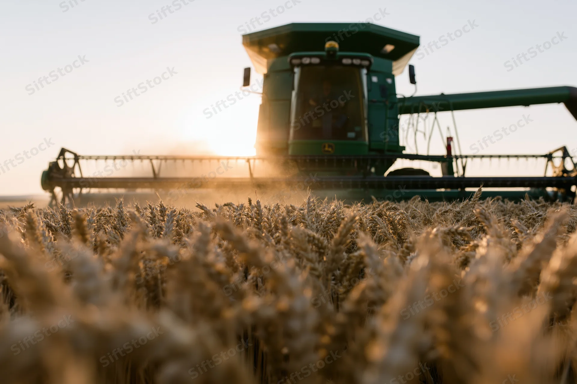 Green combine harvester harvesting ripe wheat in a field at sunset