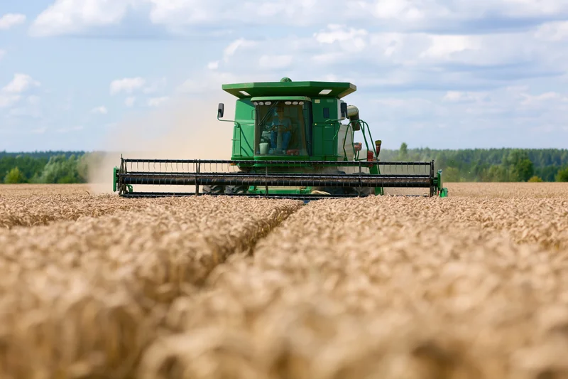 Green combine harvester cutting through ripe wheat field under blue sky