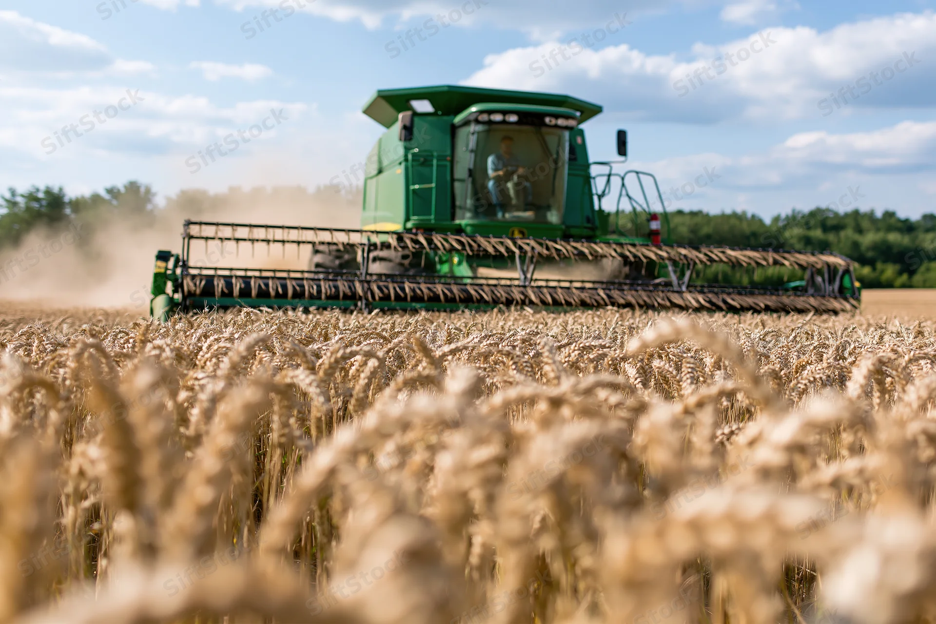 Green combine harvester cutting through ripe wheat field under blue sky