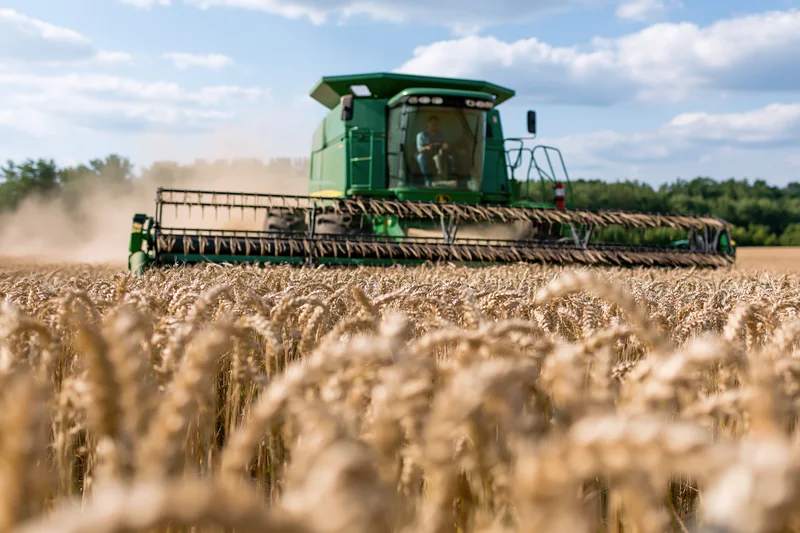 Green combine harvester cutting through ripe wheat field under blue sky