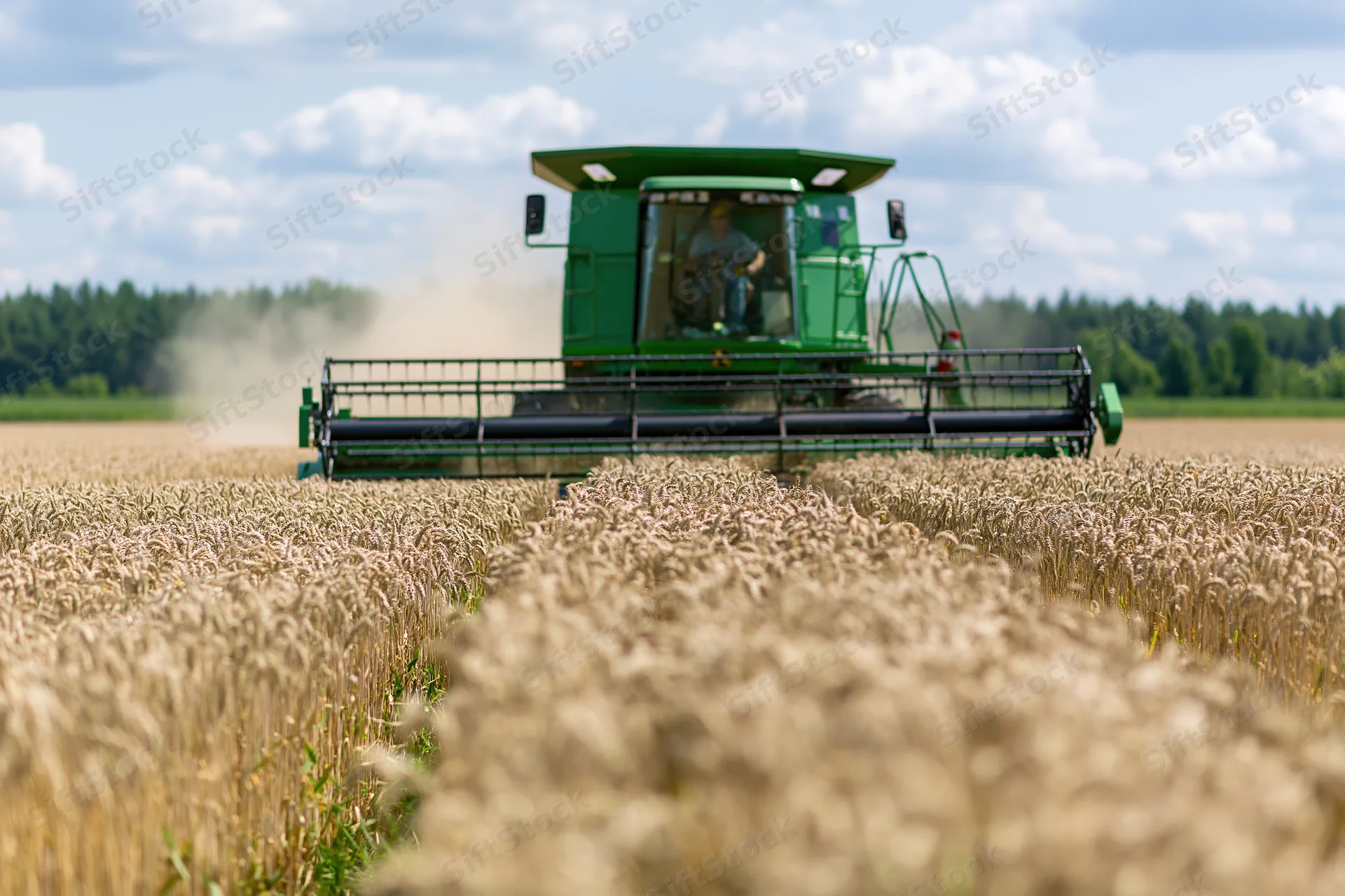 Green combine harvester harvesting wheat in a golden field under a cloudy sky