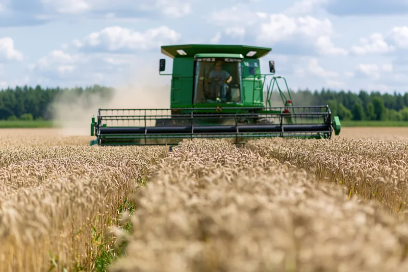 Green combine harvester harvesting wheat in a golden field under a cloudy sky