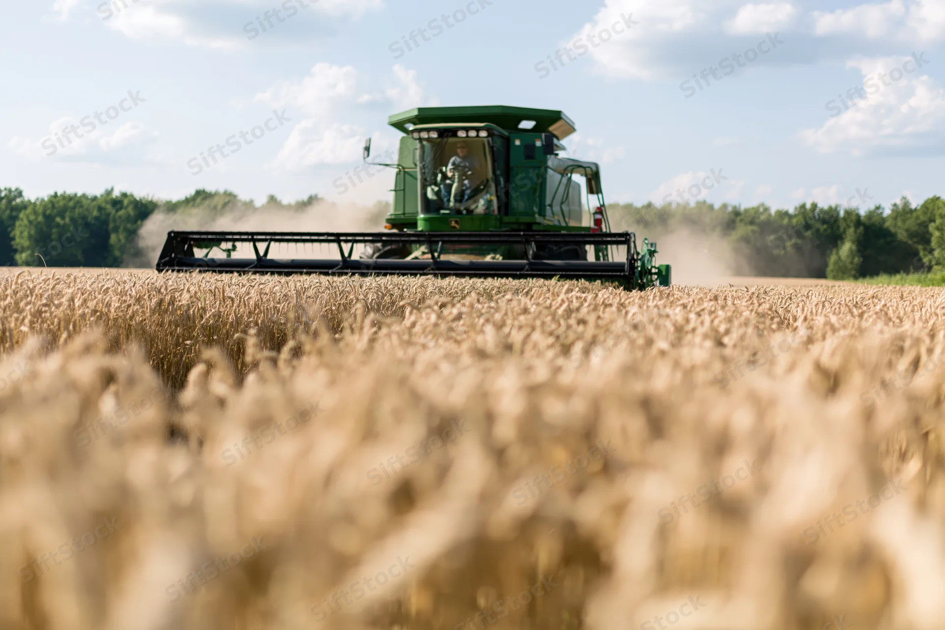 Green combine harvester cutting through ripe wheat field during harvest season