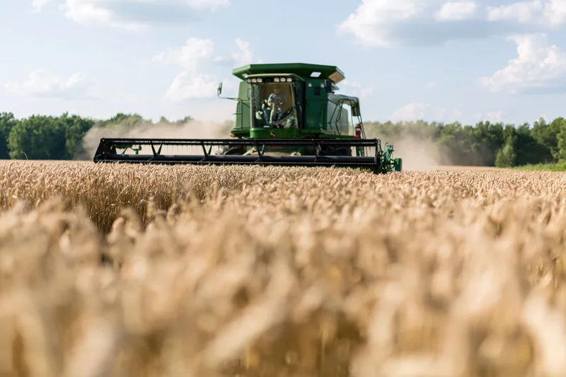 Green combine harvester cutting through ripe wheat field during harvest season