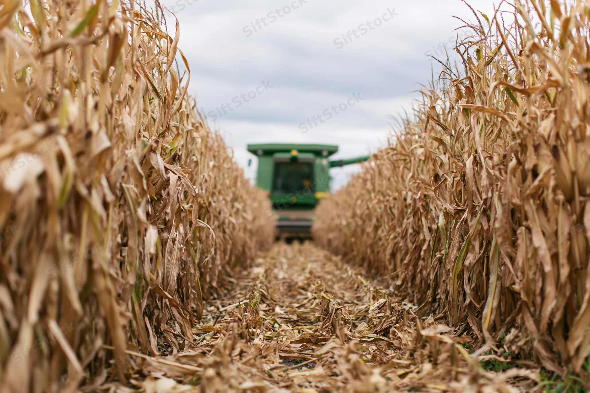 Green combine harvester moving through rows of dried corn in a field during harvest season