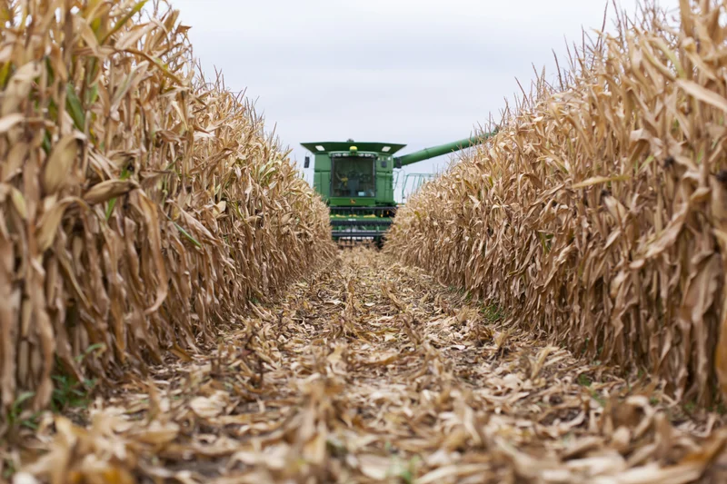 Green combine harvester harvesting corn in a field during autumn season
