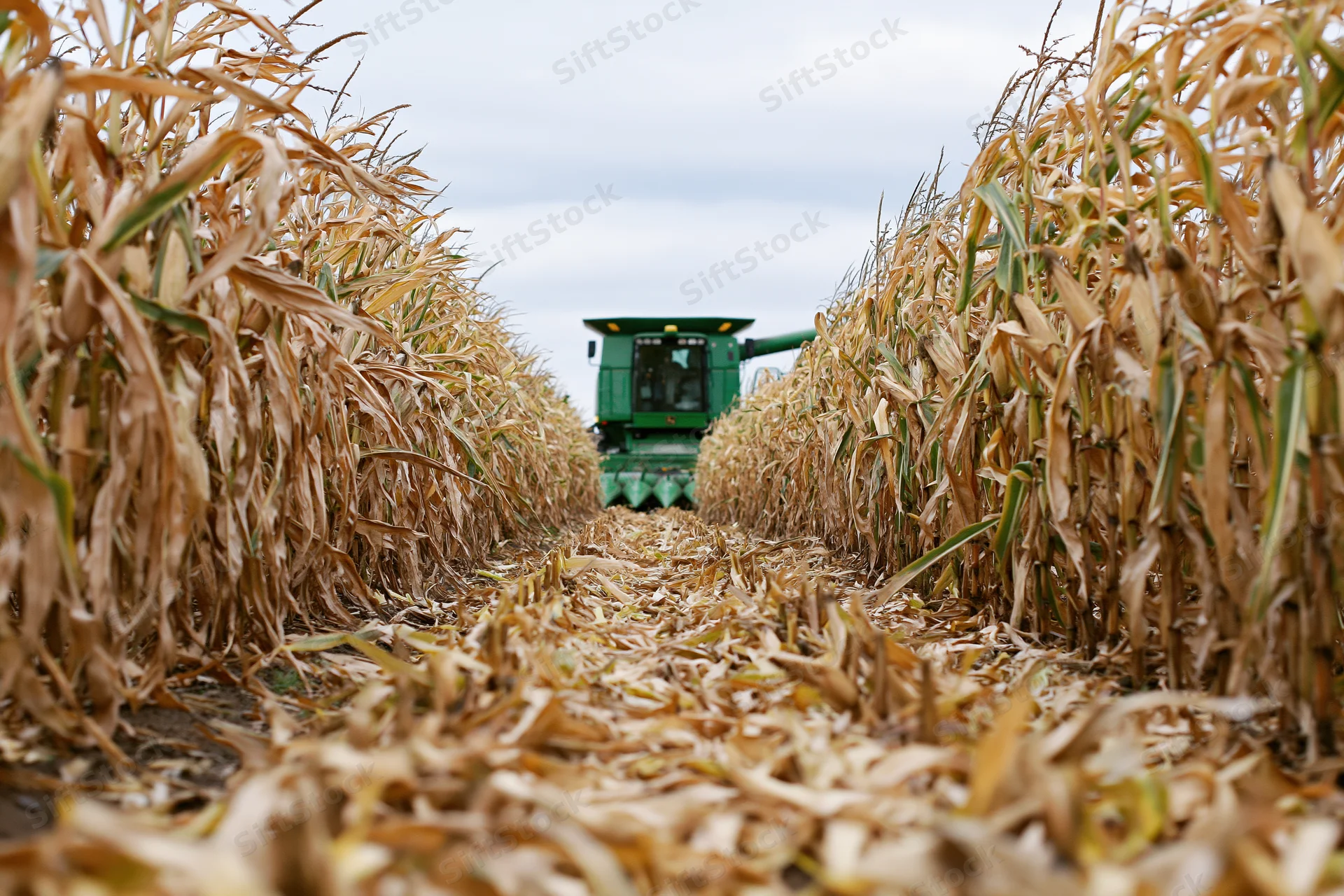 Green combine harvester harvesting corn in a field during autumn season